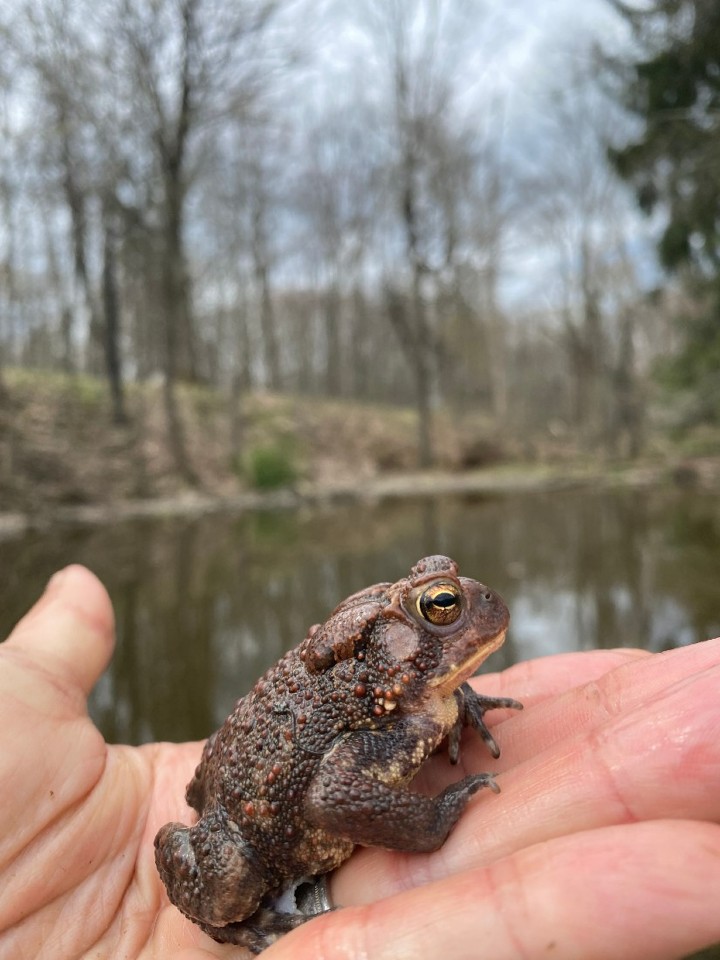 American Toad